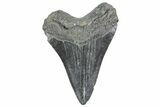 Fossil Megalodon Tooth - South Carolina #236330-1